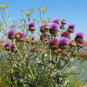 Yearly Family Membership