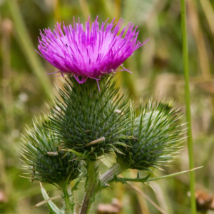 Yearly Individual Membership