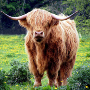 1/2 Year Individual membership Jan 1 - June 30