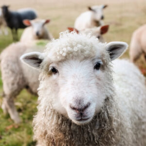 Individual Lifetime Membership